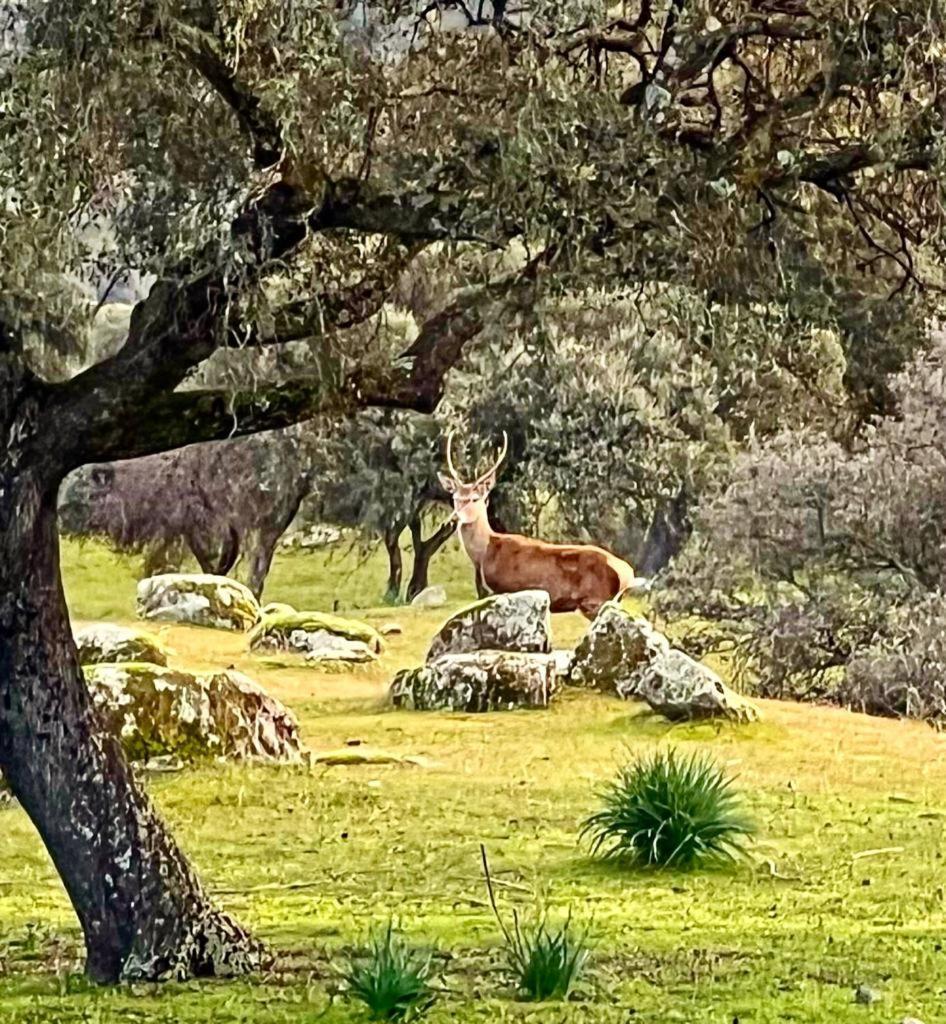 Casa Rural Verde Oliva Baños de la Encina 外观 照片